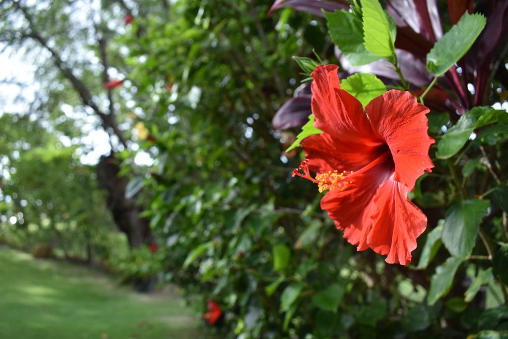 Nona Lani Cottages Kihei Exteriér fotografie
